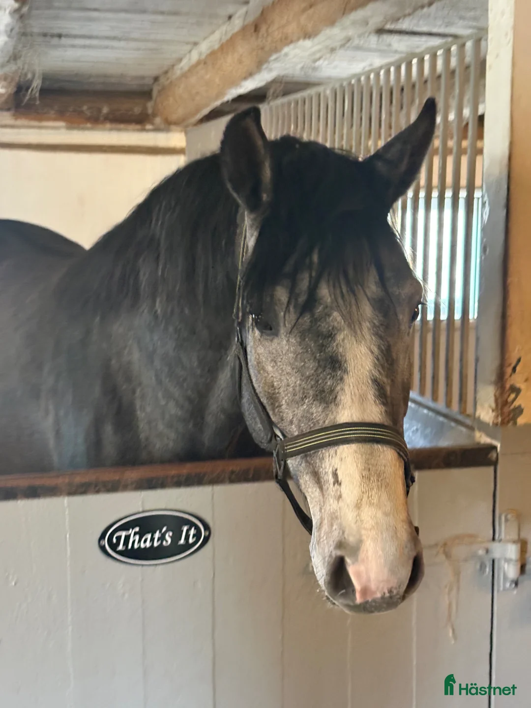 Allround hästar till salu: 3 årig Super  trevlig hingst - Annons 2