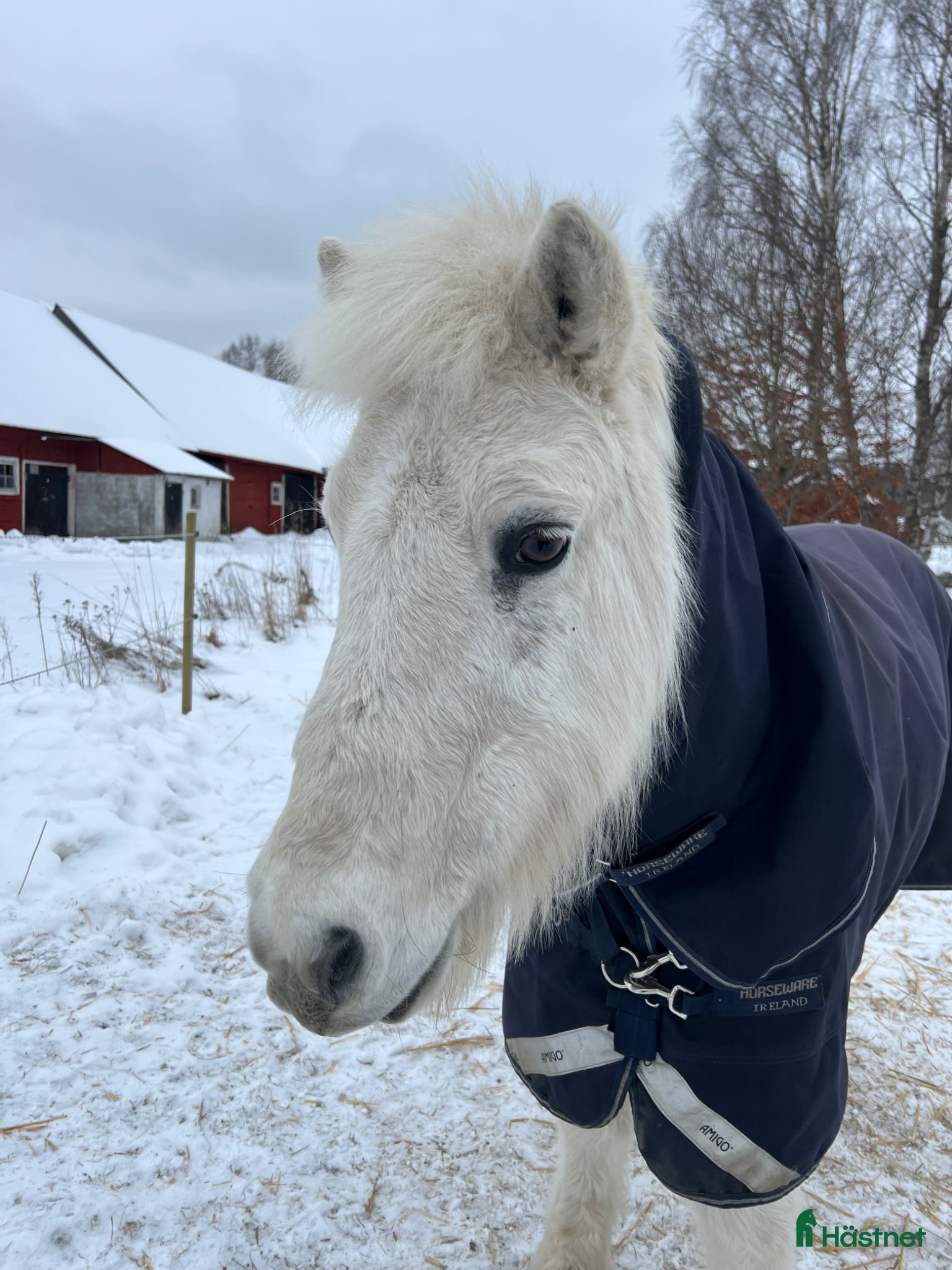  hästar Liten trygg islandshäst!  - Annons 17