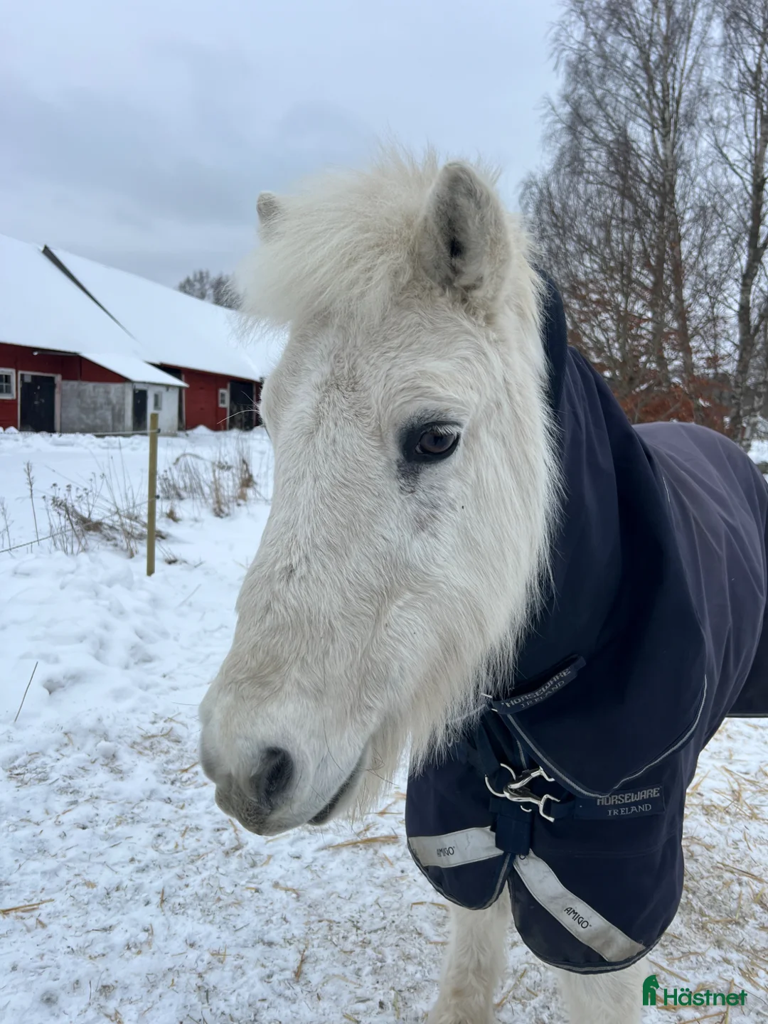 Island hästar till salu: Liten trygg islandshäst!  - Annons 1