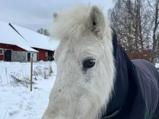 hästar Liten trygg islandshäst! - Annons 17