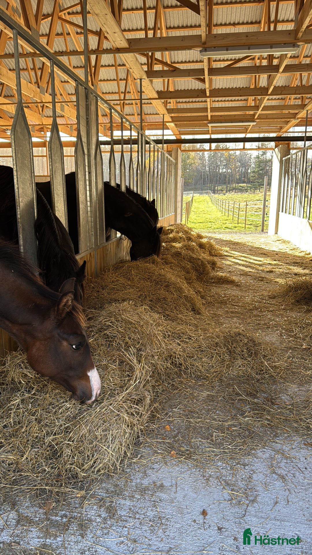  stallplats finnes: Johannesdal Hästcenter i Norrköping - Annons 3