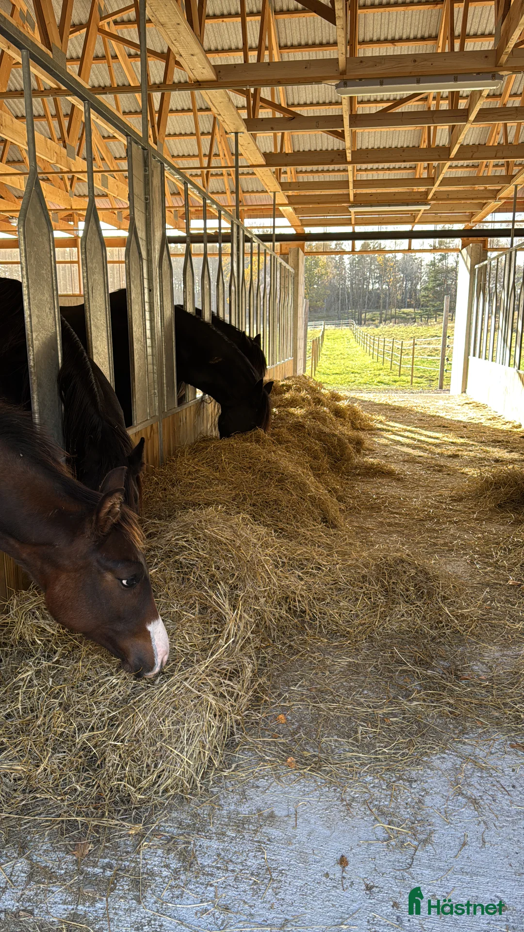  stallplats finnes: Johannesdal Hästcenter i Norrköping - Annons 3
