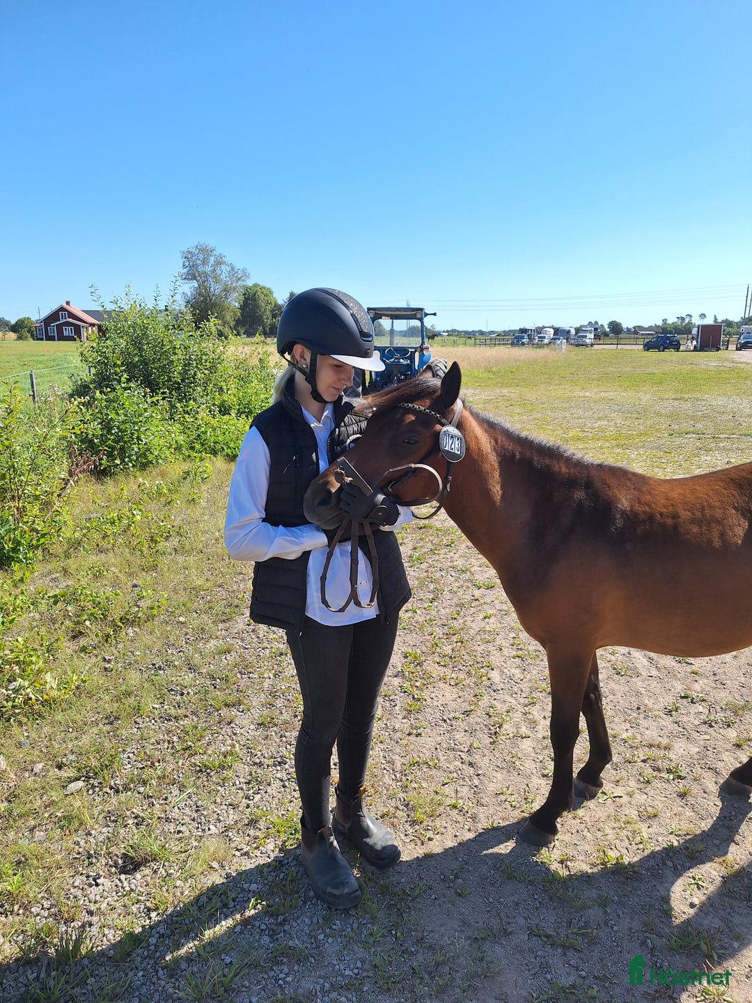 Trav hästar till salu: Travstammad åring i Lidköping - Annons 3