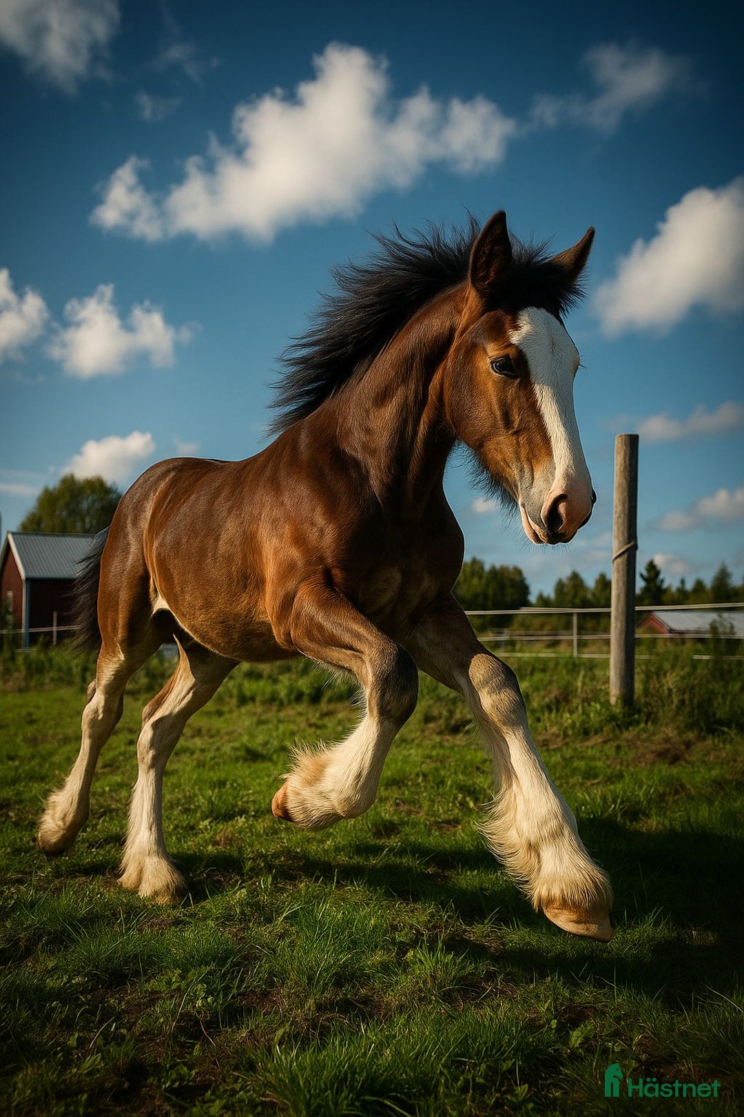 Barockt hästar till salu: Shire Hingst Odin i Pello - Annons 1