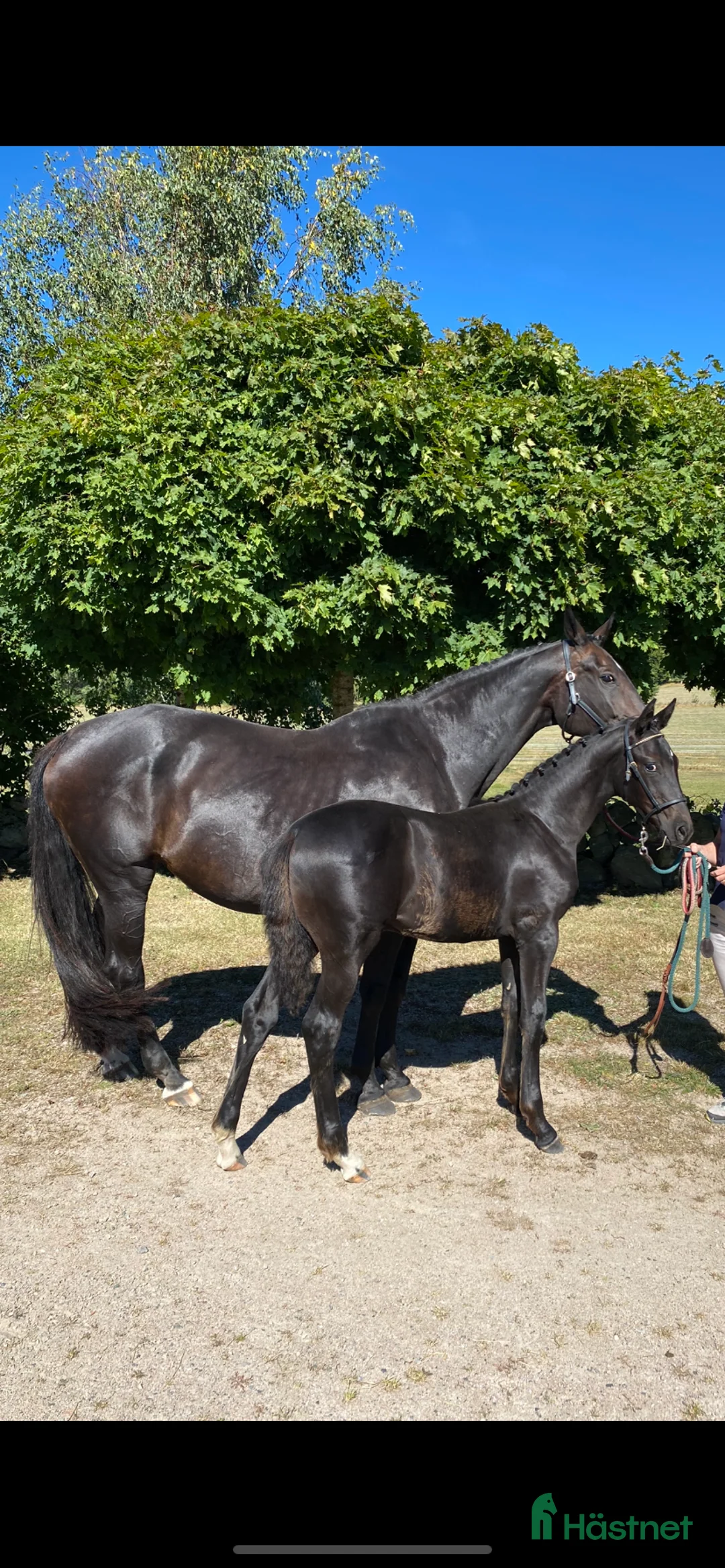 Dressyr hästar till salu: Vackert premieföl med fina gångarter  - Annons 2