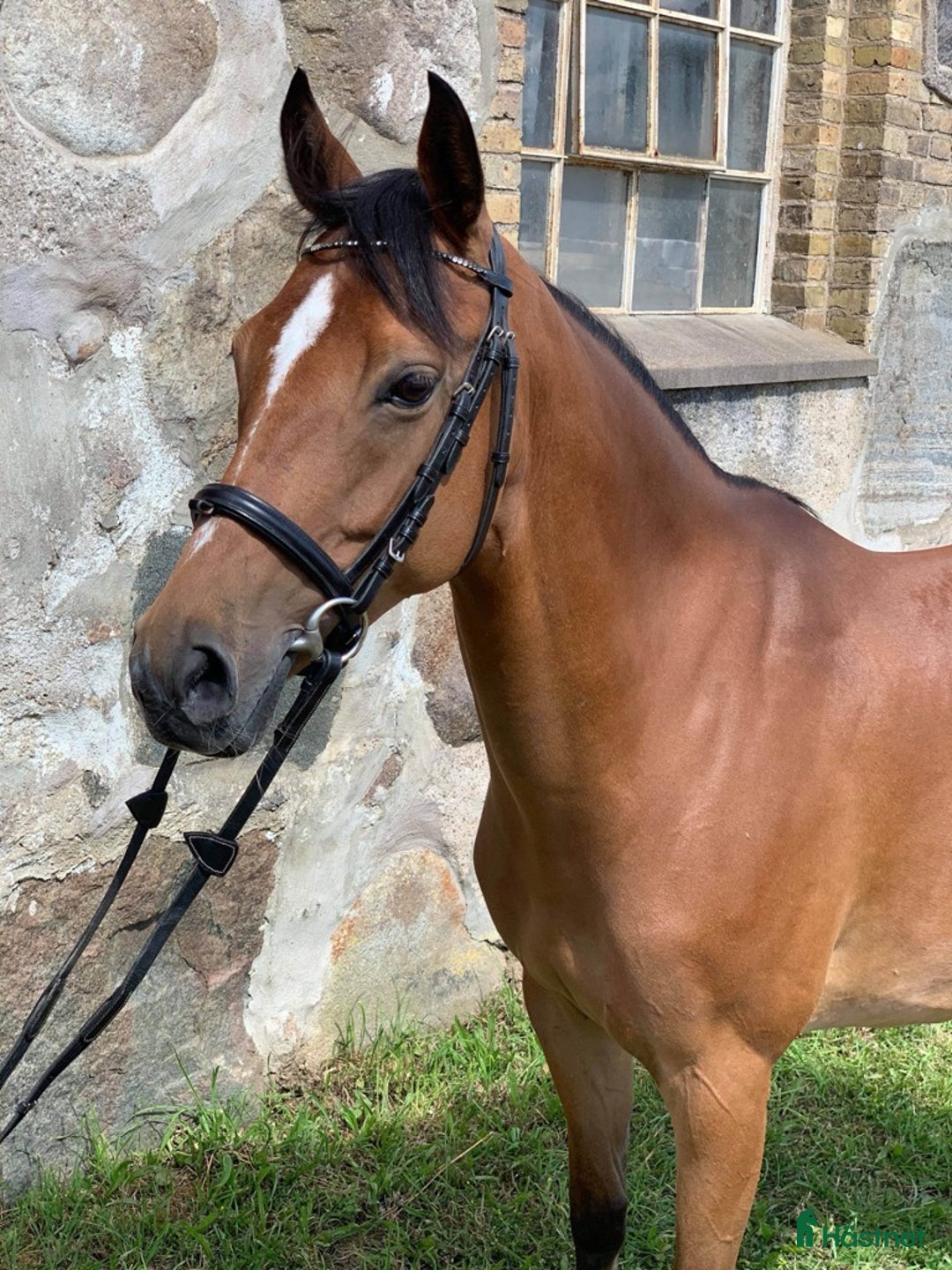 Allround hästar till salu: SNYGG TÄVLINGSPONNY!💫 i Mörarp - Annons 2