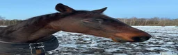  foderhäst finnes: Älskade Moos söker fodervärd i Ljungbyhed - Annons 3