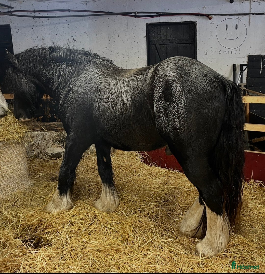 Övrigt hästar till salu: Irish Cob x Clydesdale hingst  - Annons 3