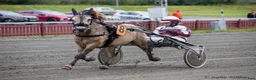 Trav hästar till salu: Fin tävlingsponny  i Skellefteå - Annons 3
