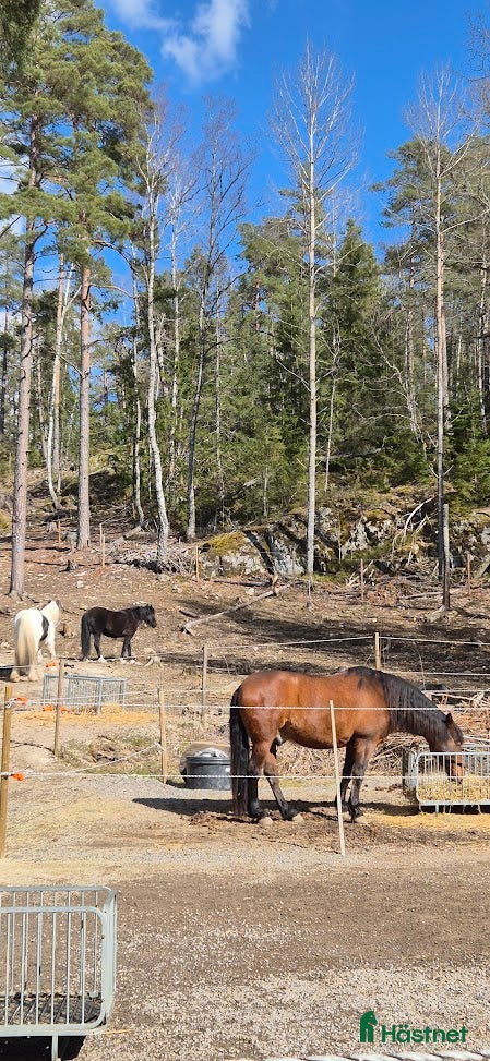 stallplats Stallplats i Tullinge för lättfödd ponny/häst - Annons 1