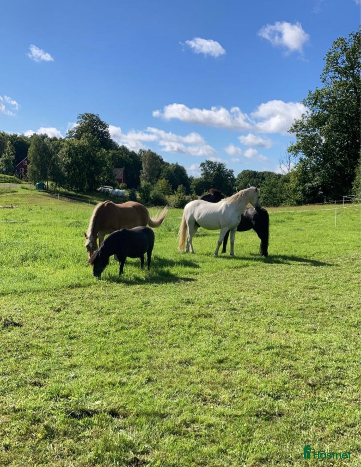  hästar Två Solstrålar som sällskap/ ev hobbyridning i Laholm - Annons 3