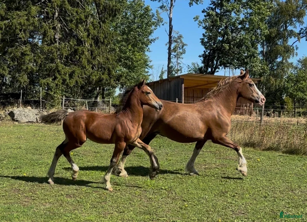 Allround hästar till salu: Pigg och social Welsh cob  - Annons 1