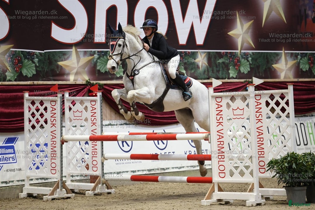 Hoppning hästar till salu: Springhest, Perfekt til children/junior - Annons 3