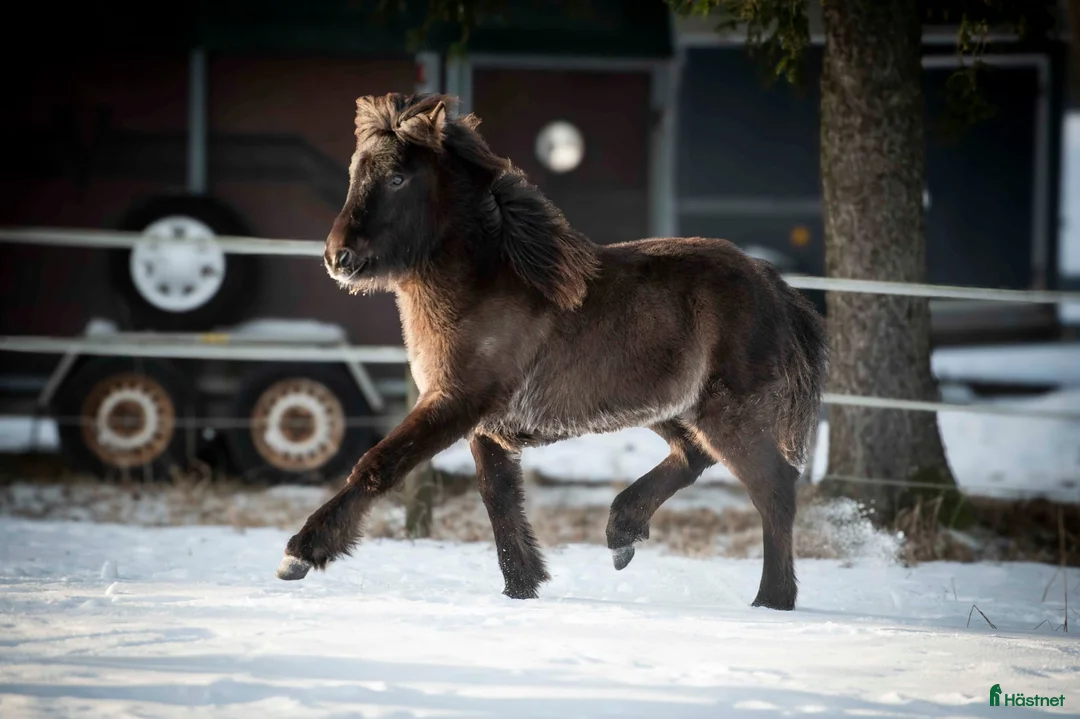 Island hästar till salu: 1-årigt sto e Toppur  - Annons 3