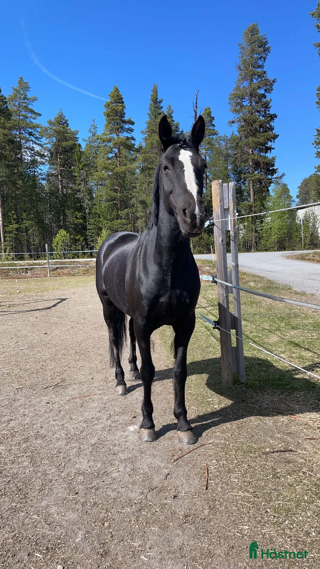 Allround hästar till salu: Intressekoll, D-ponny i Stensele - Annons 8