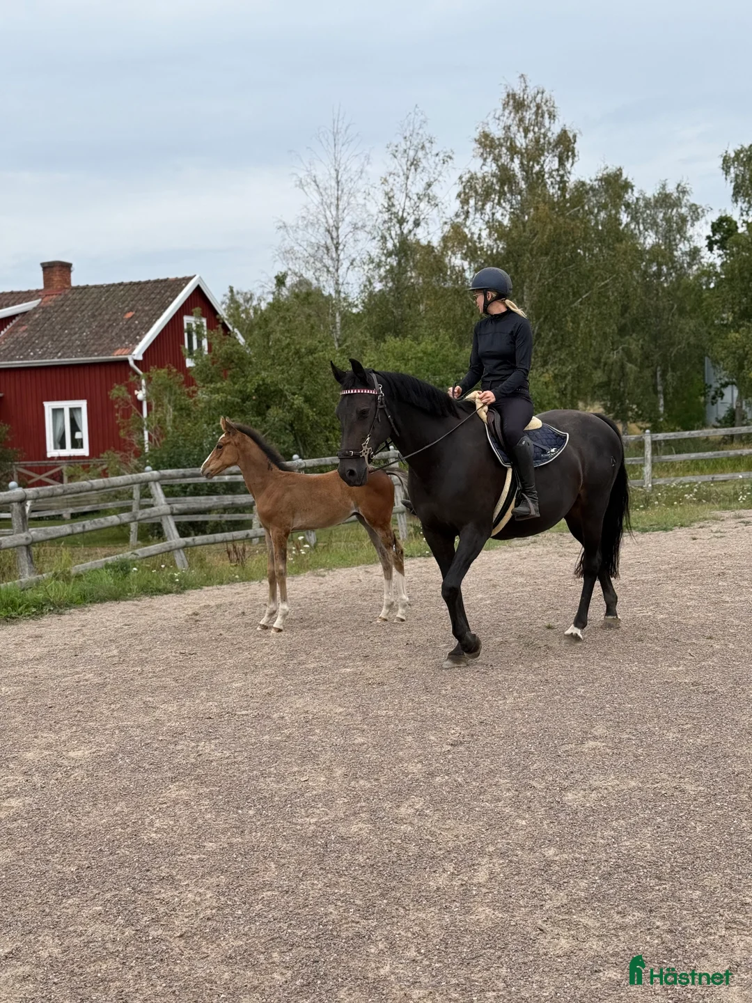 Sällskap hästar till salu: Avel/skogsmulle/sällskap - Annons 3