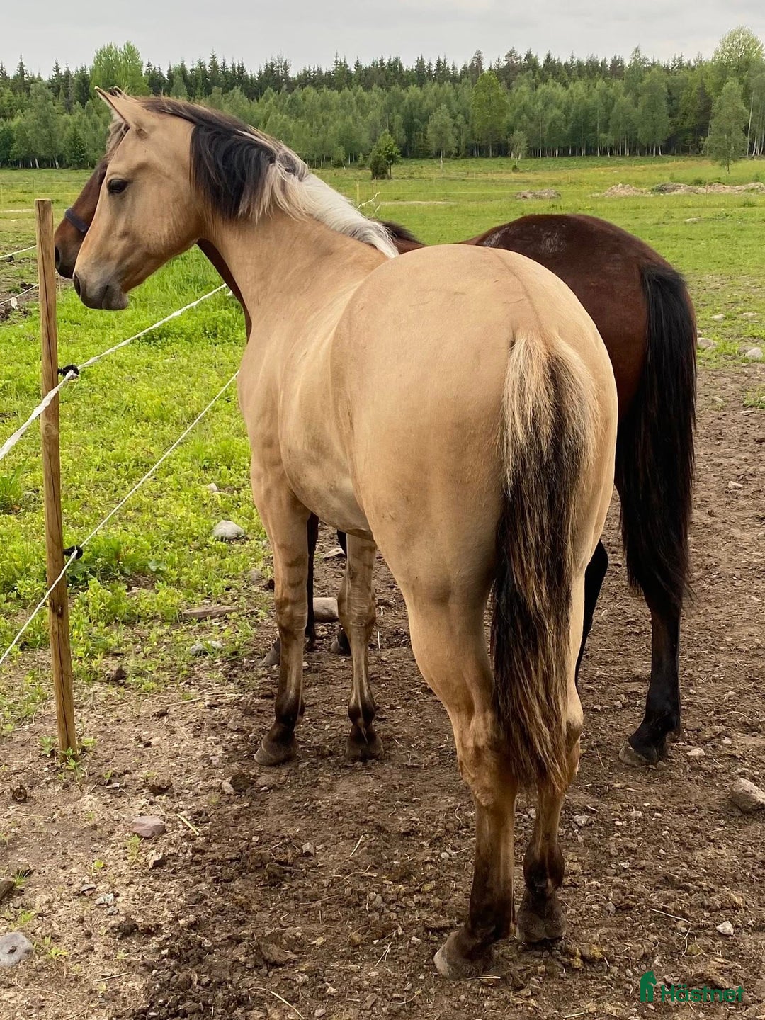 Western hästar till salu: DC Genuine Starlight i Sävsjö - Annons 4