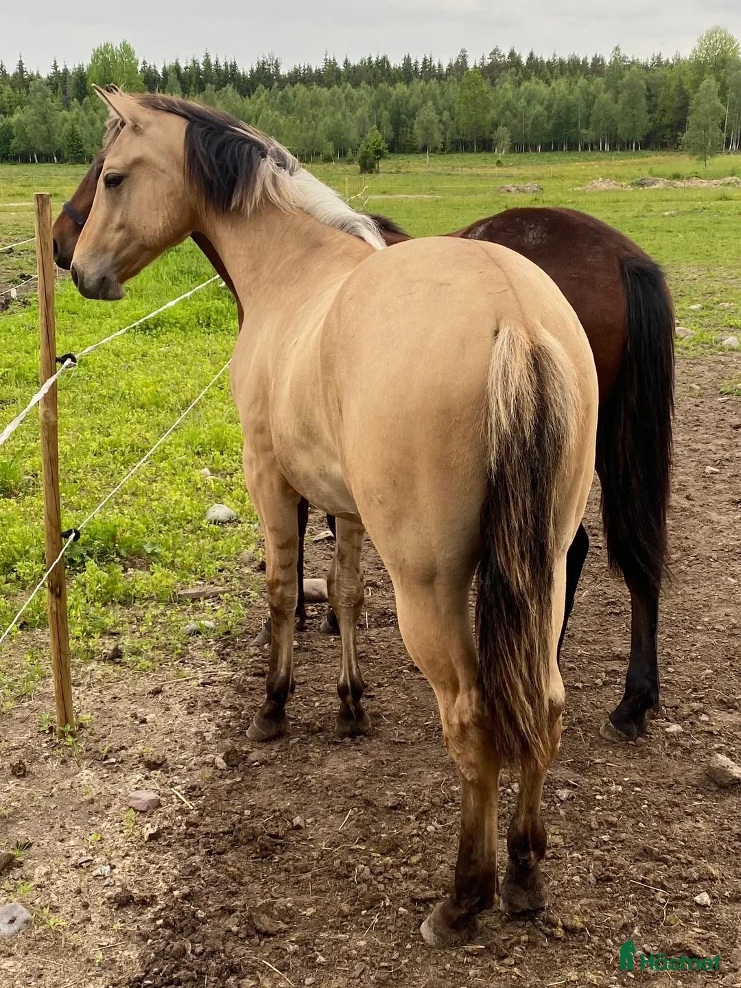 Western hästar till salu: *BOKAD* DC Genuine Starlight - Annons 4