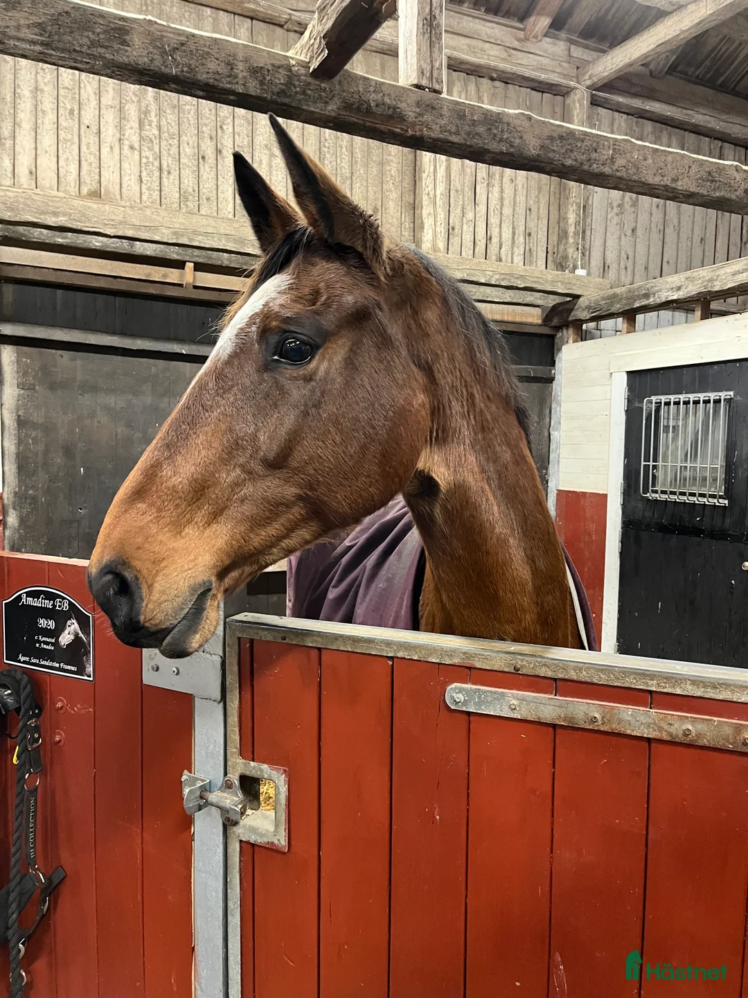 Allround hästar till salu: Känsligt sto som projekt eller avel  - Annons 2