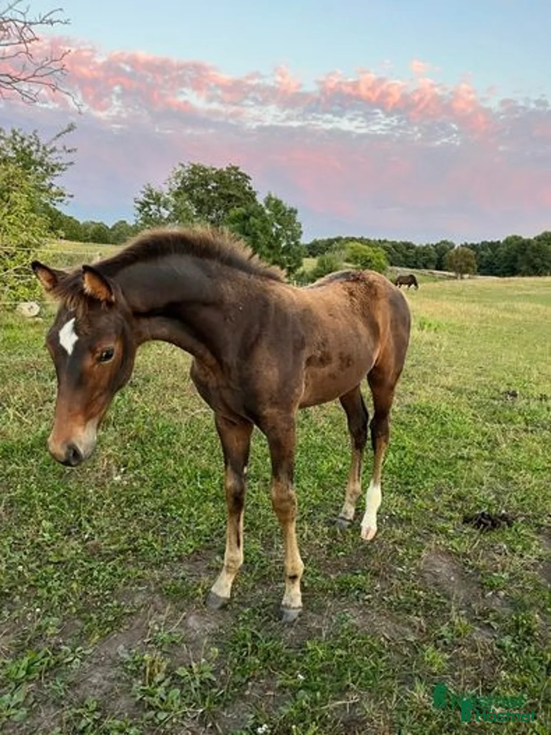 Dressyr hästar till salu: Mycket fin åring med topp dressyrstam!  i Hörby - Annons 5