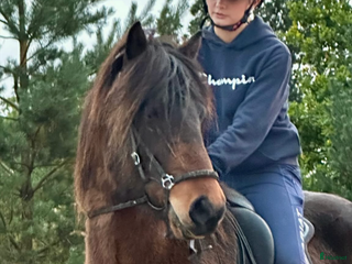 hästar Talang i Kalmar - Annons 4