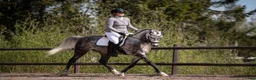 Distans hästar till salu: Fantastiskt arabvalack 4 år 163 cm  i Ljusdal - Annons 1