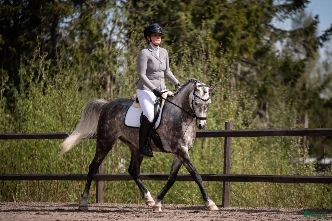 Distans hästar till salu: Fantastiskt arabvalack 4 år 163 cm  i Ljusdal - Annons 1