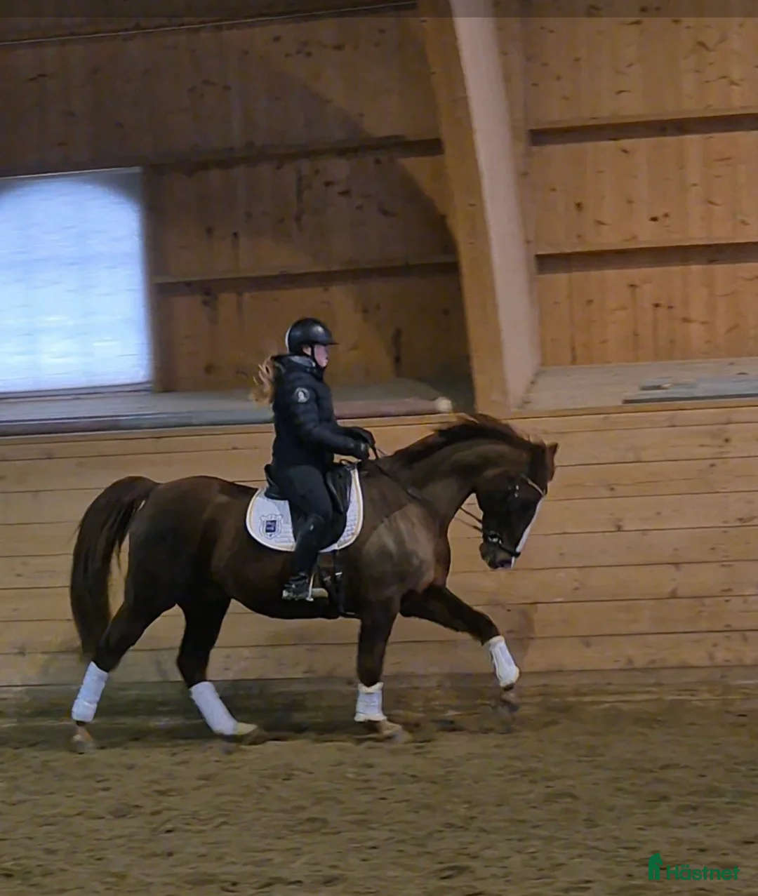 Allround hästar till salu: Kille i sina bästa år i Askersund - Annons 2