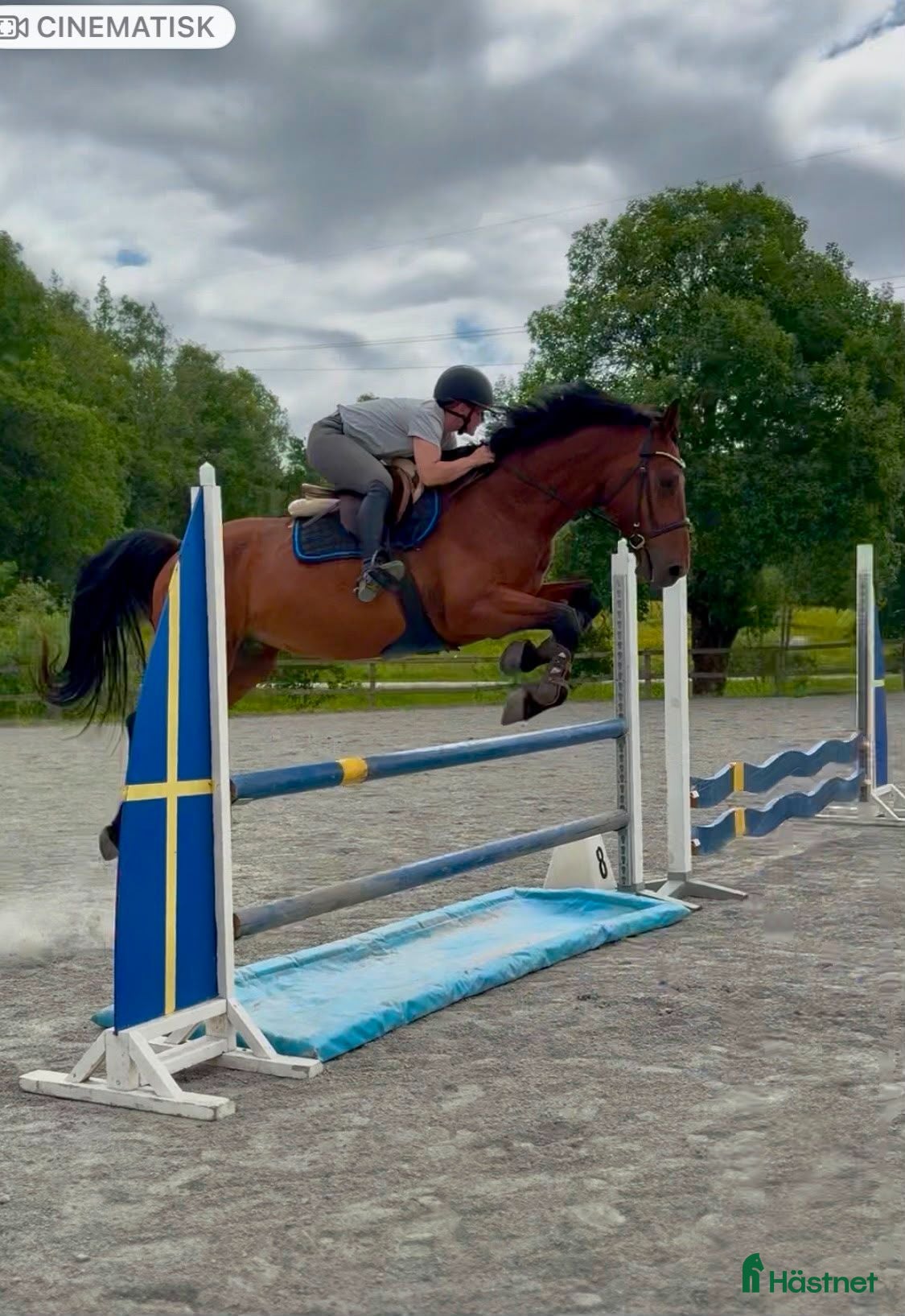  hästar Hoppglad valack 7år 🌟 - BVSA - Annons 16