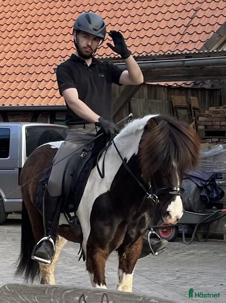  hästar Vacker islandshäst, valack i Stockholm - Annons 1