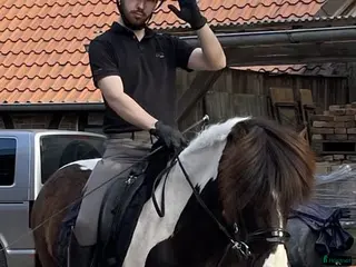 hästar Vacker islandshäst, valack i Stockholm - Annons 1