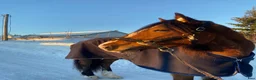 Allround hästar till salu: Nu söker Tomte Blixtra ett nytt hem som ridhäst i Sundsvall - Annons 2