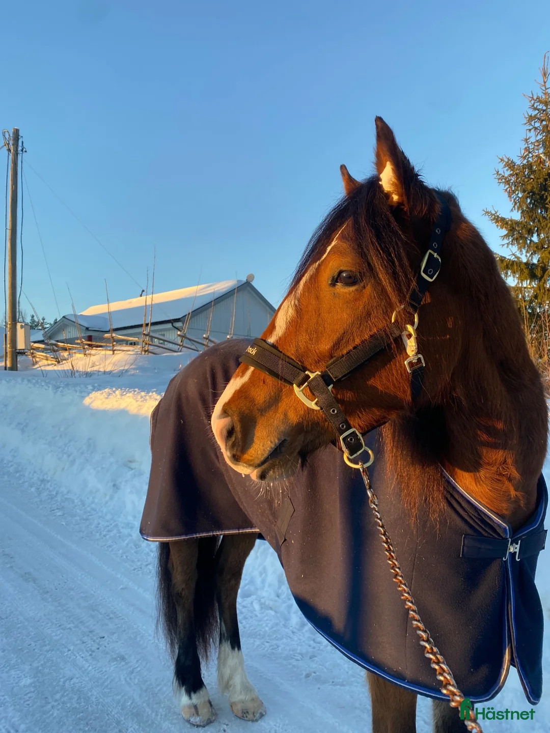 Allround hästar till salu: Nu söker Tomte Blixtra ett nytt hem som ridhäst i Sundsvall - Annons 2