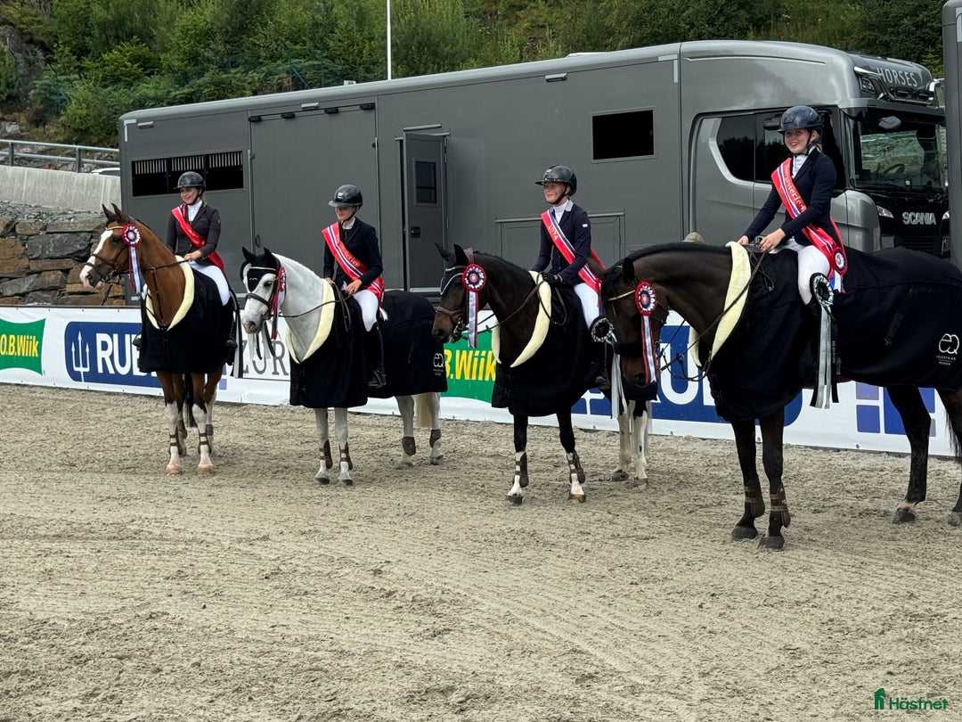 Hoppning hästar till salu: Topp kat.1 ponni til salgs i Bryne - Annons 20