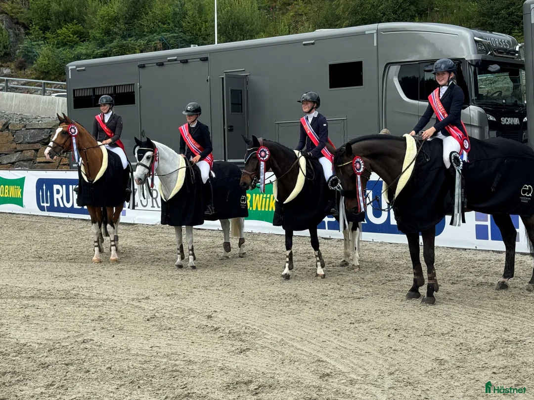 Hoppning hästar till salu: Topp kat.1 ponni til salgs i Bryne - Annons 20