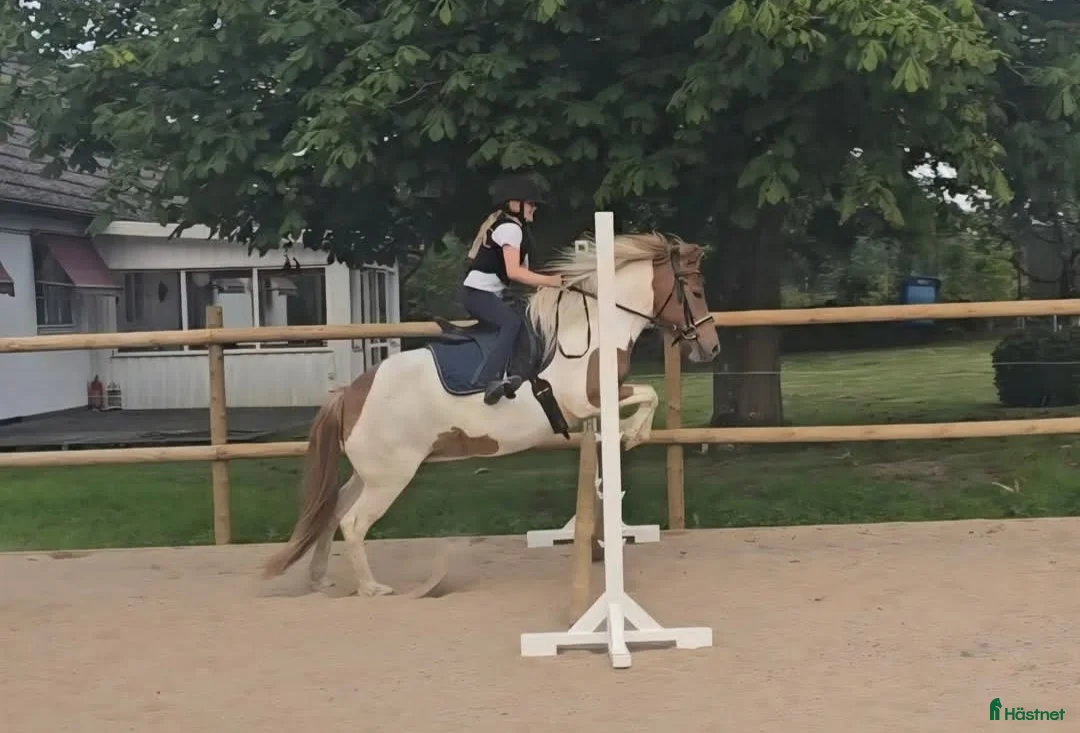 Island hästar till salu: Mor -dotter/sonhäst alt verksamhet i Tyringe - Annons 2