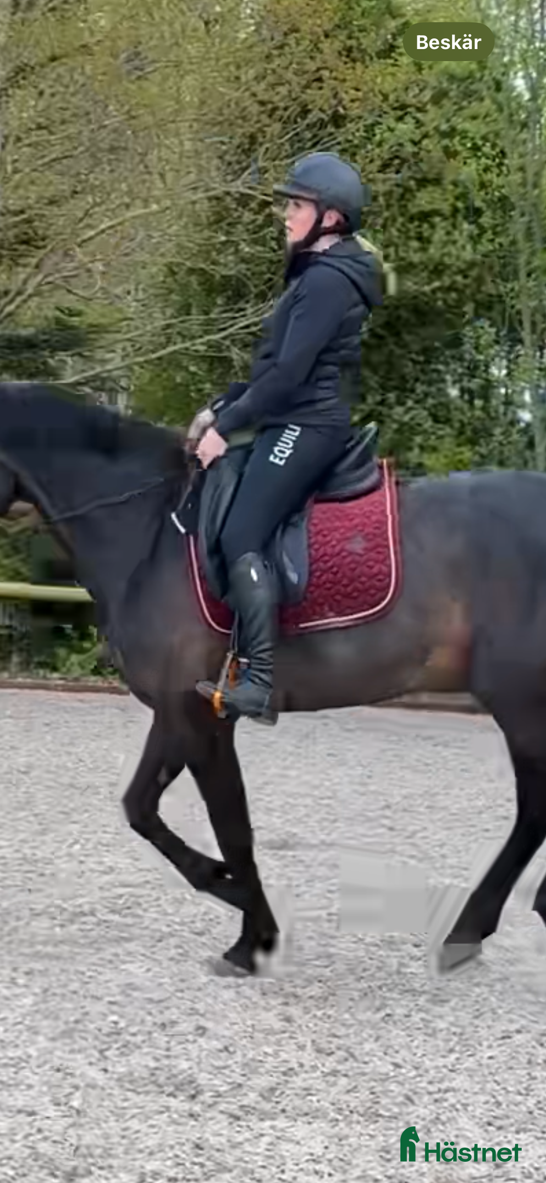 Schabrak & Vojlockar hästutrustning till salu: Kentucky Schabrak Velvet i Särö - Annons 2