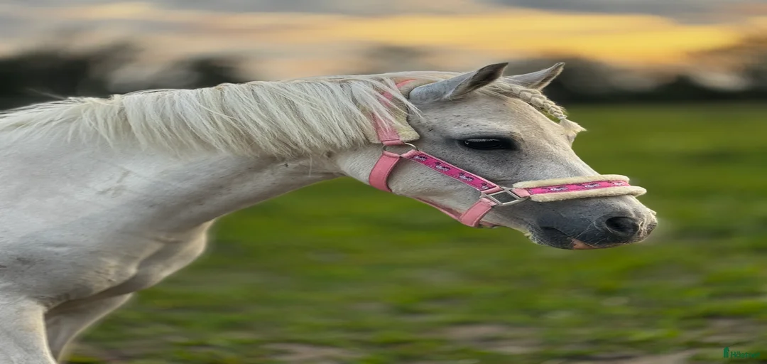 Galleribild {{count}}