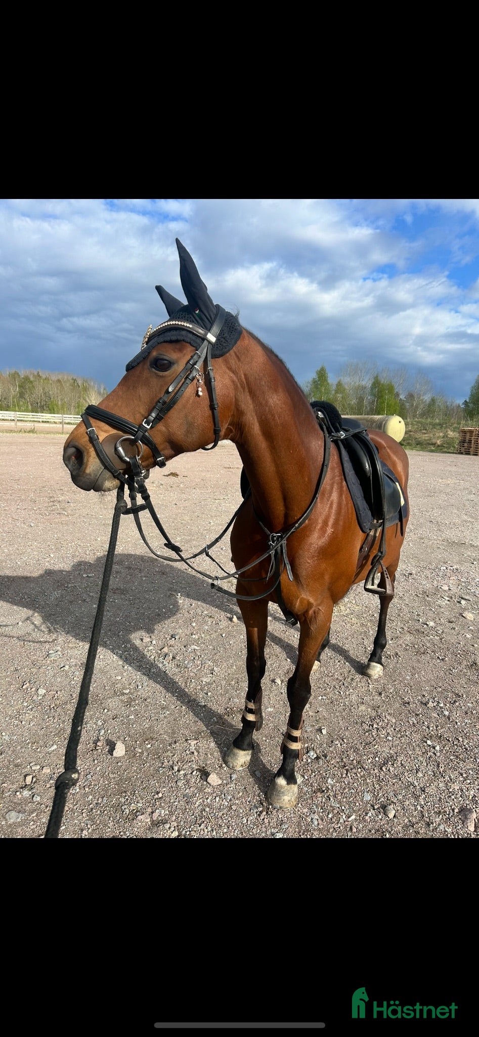  hästar D-ponny sto sportig modell  - Annons 2