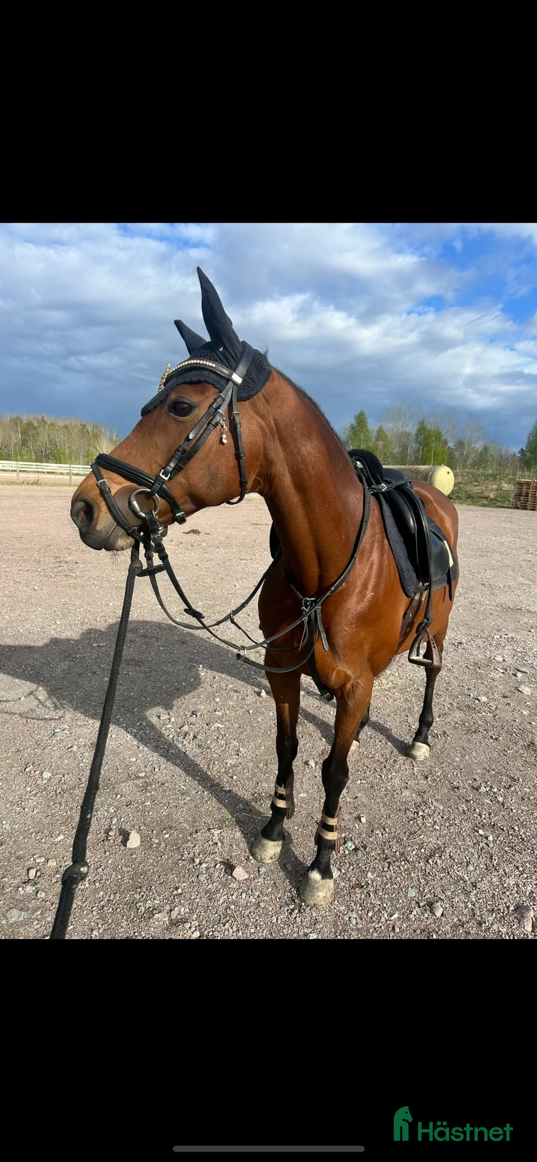 Sällskap hästar till salu: D-ponny sto sportig modell  - Annons 1
