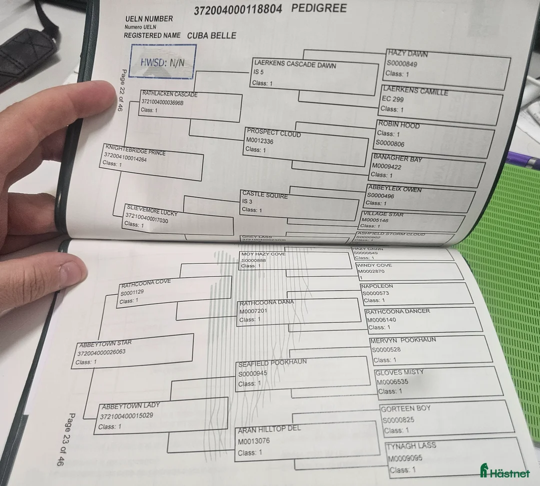 Allround hästar till salu: Fullstammad Kvalitets Connemara sto - Annons 7