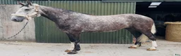 Allround hästar till salu: Irish Draught gelding 168cm - Annons 10
