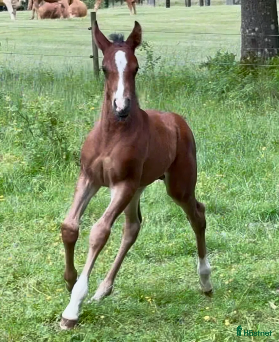 Allround hästar till salu: Superfin, till tävling och hobby! - Annons 13