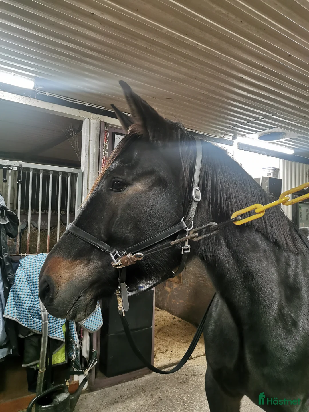 Allround hästar till salu: Rid eller sällskap, säljes eller lånas ut  i Årjäng - Annons 3