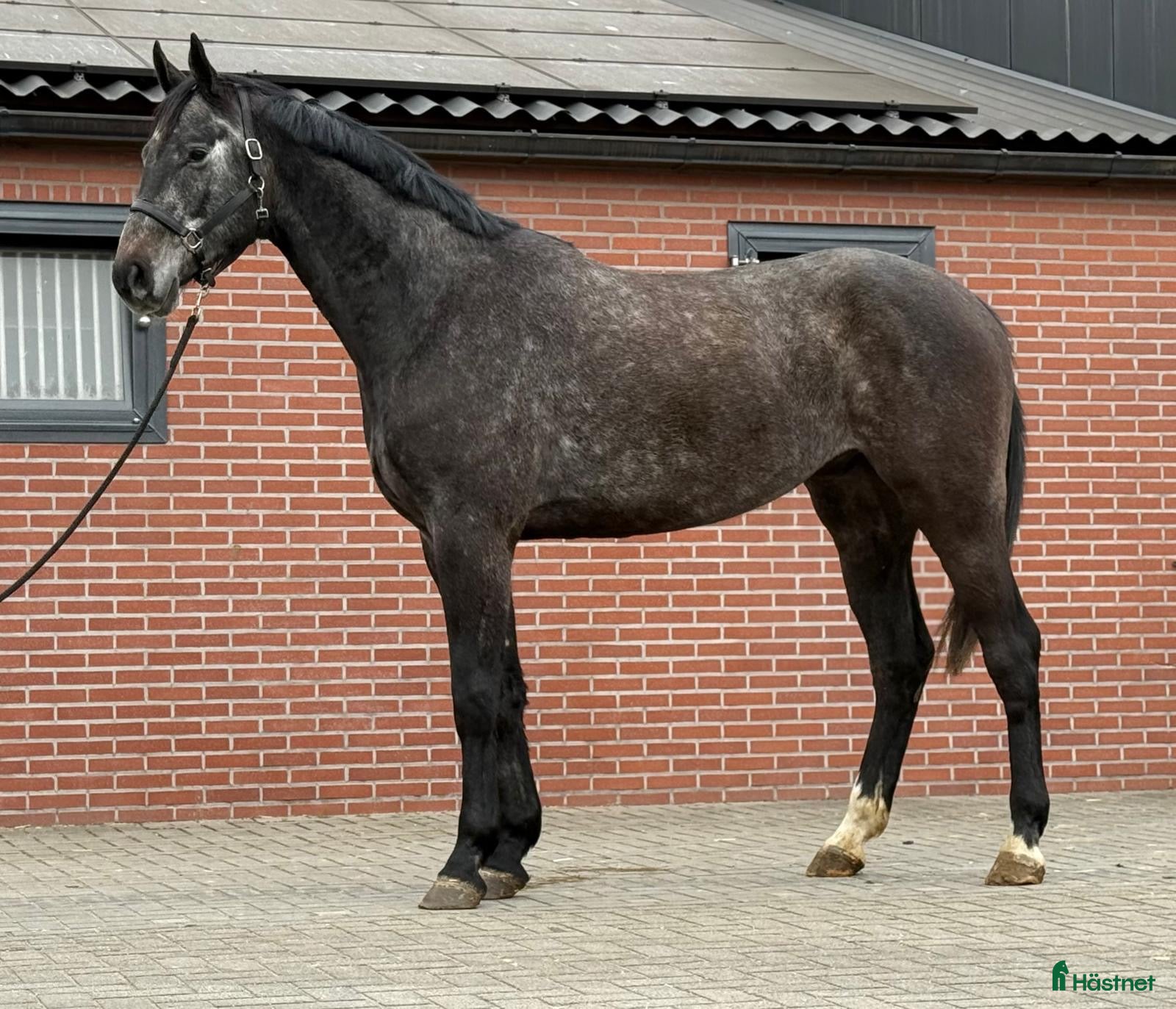  hästar Blickfångare! - Annons 2