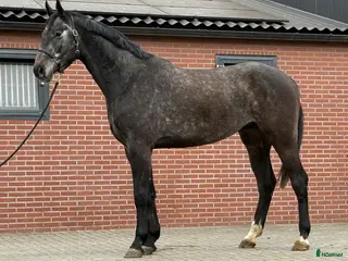 hästar Blickfångare! - Annons 2