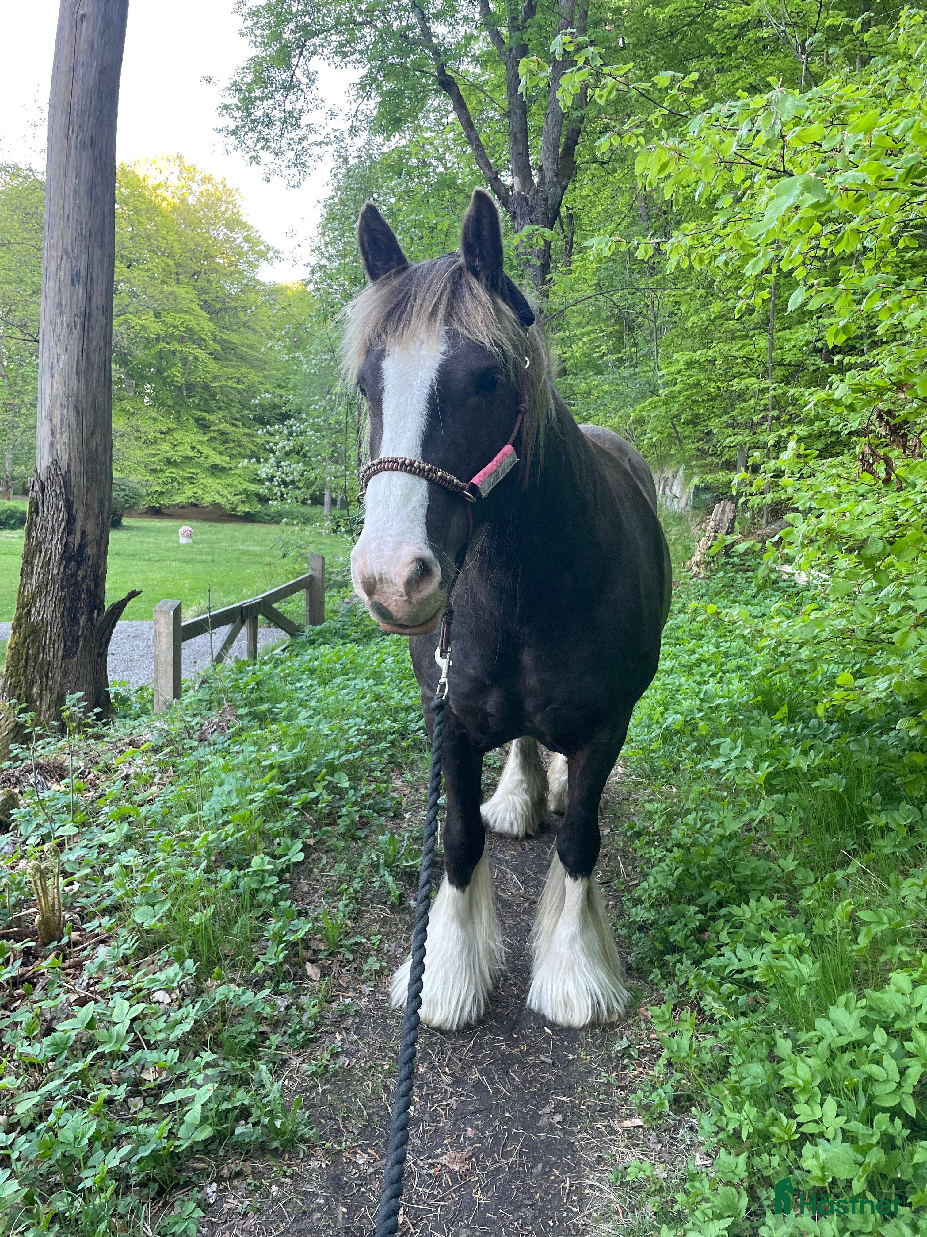  medryttarhäst finnes: Vuxen medryttare sökes till Irish Cob sto i Vaxholm - Annons 17