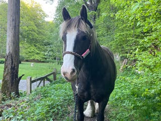 medryttarhäst finnes: Vuxen medryttare sökes till Irish Cob sto i Vaxholm - Annons 12