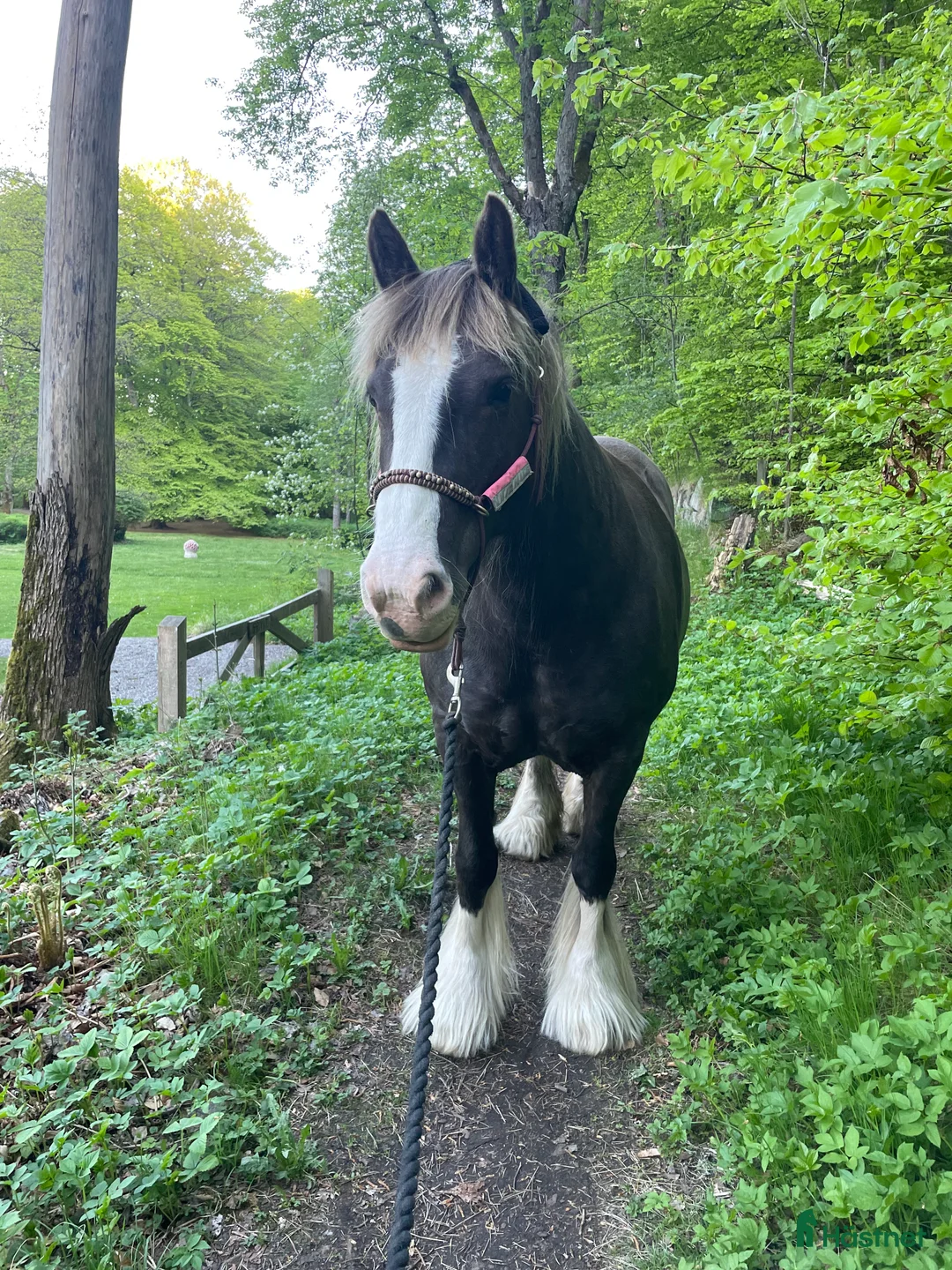  medryttarhäst finnes: Vuxen medryttare sökes till Irish Cob sto i Vaxholm - Annons 1