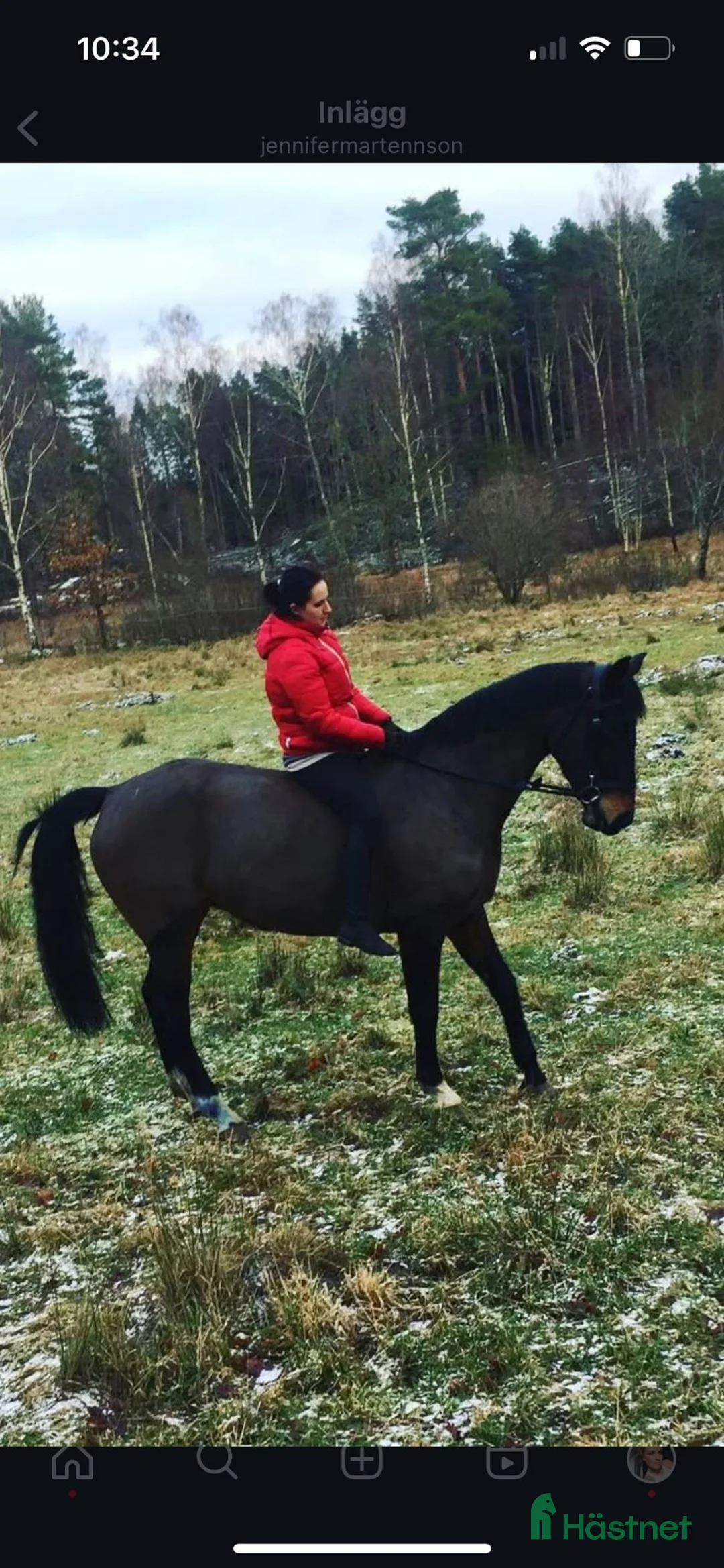 Fälttävlan hästar till salu: Min stjärna  - Annons 18